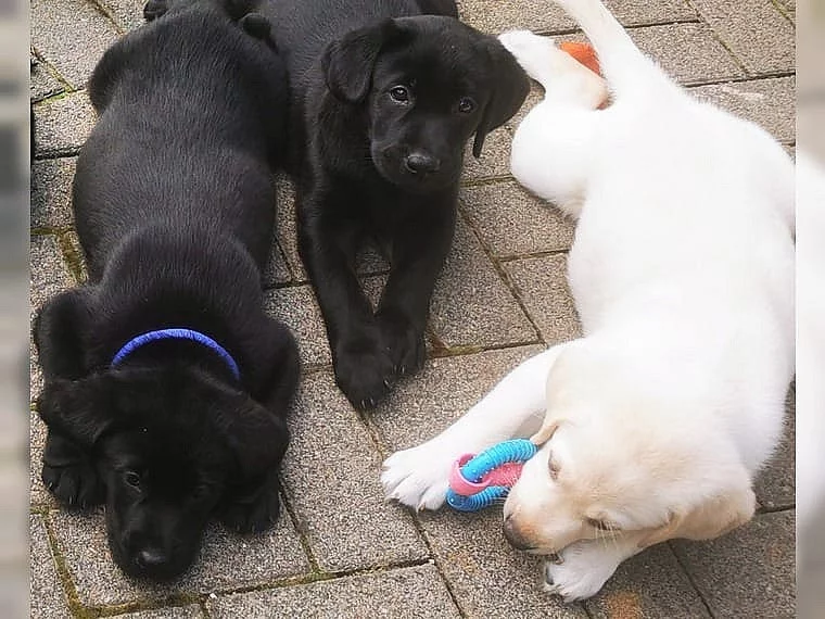 Krásná štěňátka labradorského retrívra.