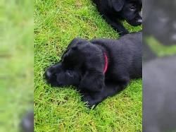 Krásná štěňátka labradorského retrívra.