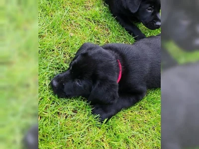 Krásná štěňátka labradorského retrívra.