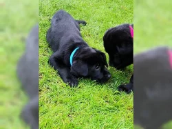 Krásná štěňátka labradorského retrívra.