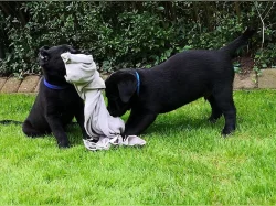 Krásná štěňátka labradorského retrívra.