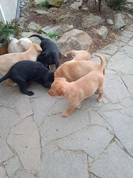 HOVAWART X LABRADOR