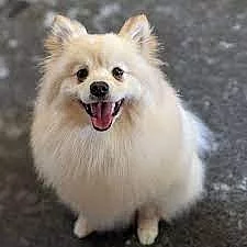 Němecvký špic vlčí / keeshond prodám štěňata s PP
