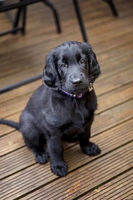 Flat coated retriever s pp