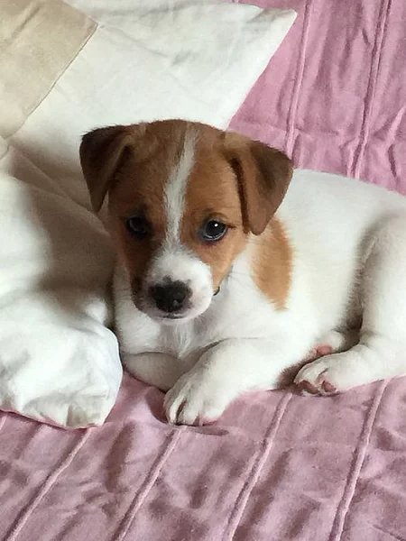 VÝHODNÉ – půlroční pejsek Jack Russella teriéra PP