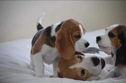 Bígl krásná štěňata na prodej