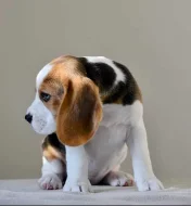 Bígl krásná štěňata na prodej