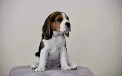 Bígl krásná štěňata na prodej