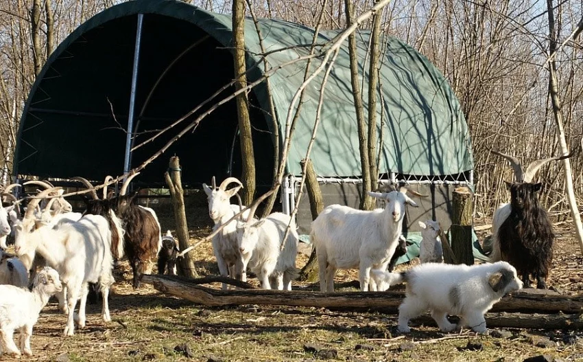 BIO kůzlata na gril, spásání, chov