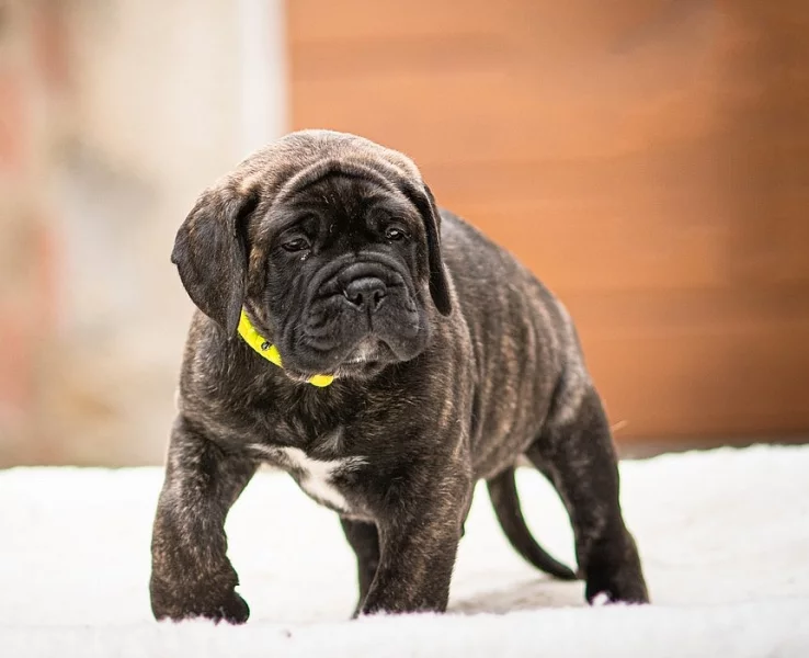 Bulmastif  Bullmastiff  bullmastif