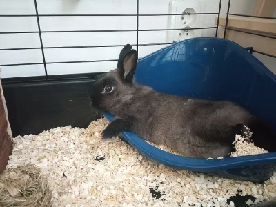 Daruji zakrslého králíka