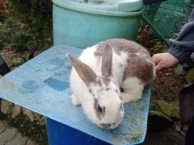 Nabízím samce vhodné do chovu