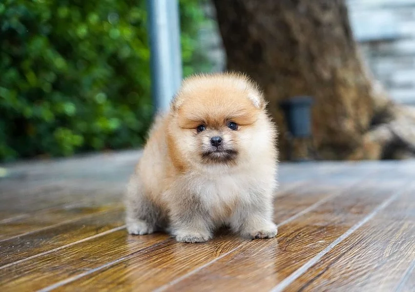 Mini pomeranian bez PP