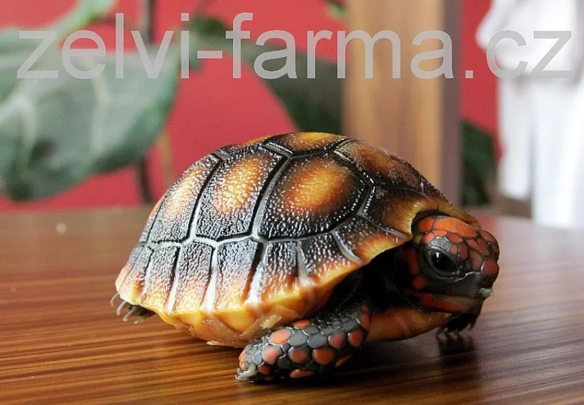 SUCHOZEMSKÉ ŽELVY UHLÍŘSKÉ – vlastní odchov!