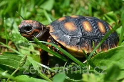 SUCHOZEMSKÉ ŽELVY UHLÍŘSKÉ – vlastní odchov!