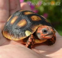 SUCHOZEMSKÉ ŽELVY UHLÍŘSKÉ – vlastní odchov!