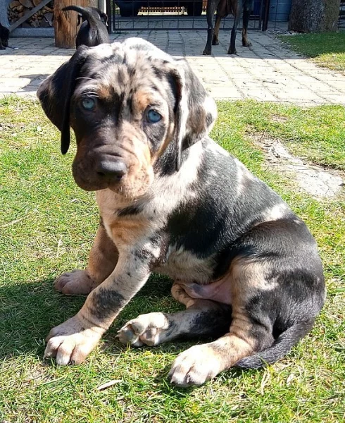 Catahoula