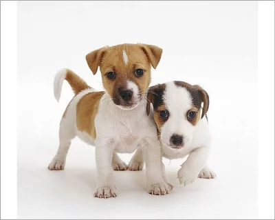VÝHODNÉ – půlroční pejsek Jack Russella teriéra PP