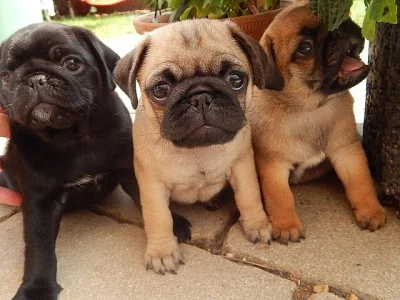 Mops štěňata bez PP