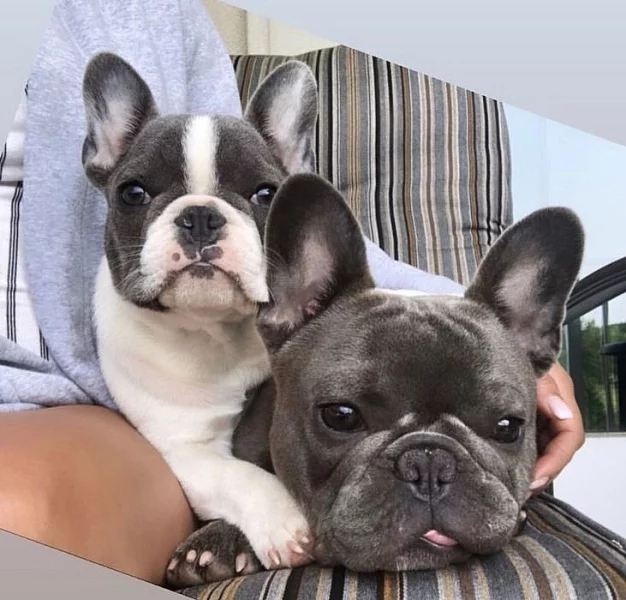 Francouzský buldoček na prodej bez PP