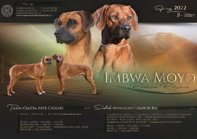 Rhodéský ridgeback - štěňata s PP..Krasné spojení zahraniční