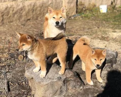 Shiba Inu, štěňata na prodej