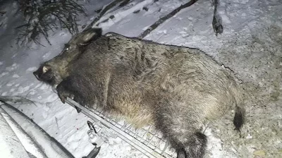 Nosič na zvěř sklopný