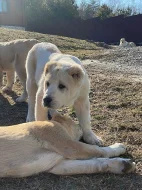 «Pride of Georgia “ štěňata gruzínského horského psa