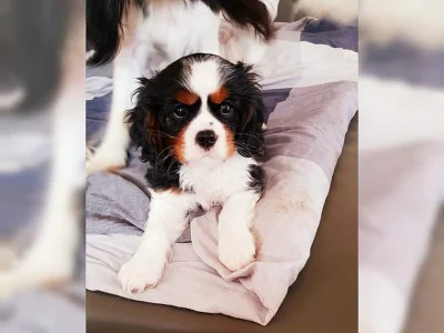 Kavalír King Charles španěl s P.P.