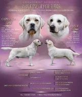 Štěňata Labradorského retrievera s PP