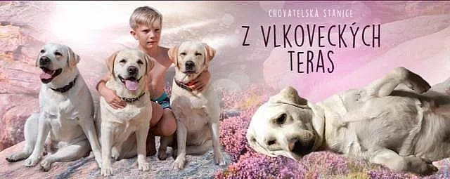 Štěňata Labradorského retrievera s PP