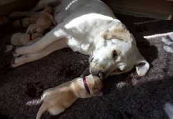 Štěňata Labradorského retrievera s PP