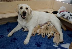 Štěňata Labradorského retrievera s PP