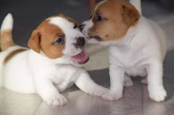 Jack russell teriér