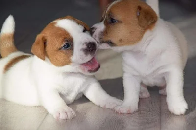 Jack russell teriér