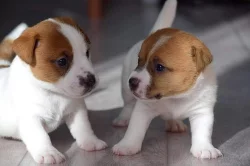 Jack russell teriér
