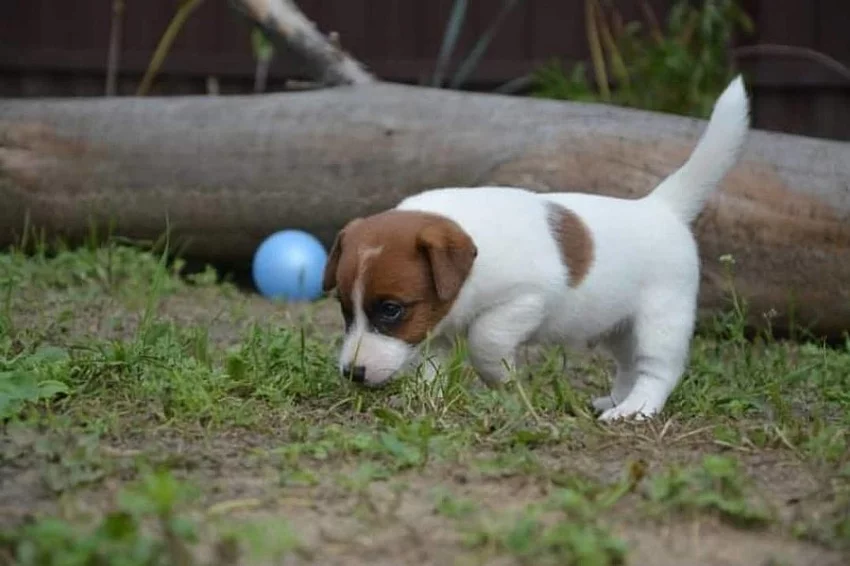 Jack russell teriér