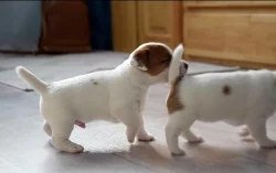Jack russell teriér