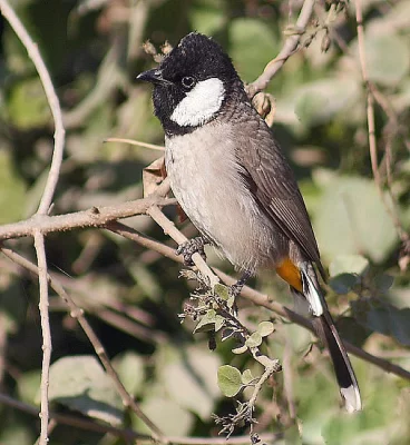 BULBUL