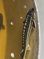 Koi kapři a Jeseteři