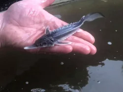 Koi kapři a Jeseteři