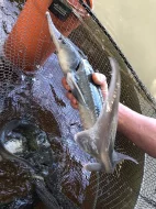 Koi kapři a Jeseteři