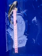 Koi kapři a Jeseteři