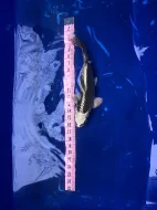 Koi kapři a Jeseteři