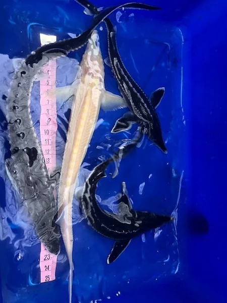 Koi kapři a Jeseteři