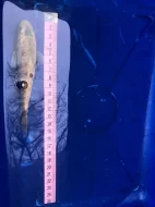 Koi kapři a Jeseteři