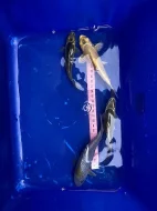 Koi kapři a Jeseteři