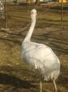 nandu pampový (bílá forma)