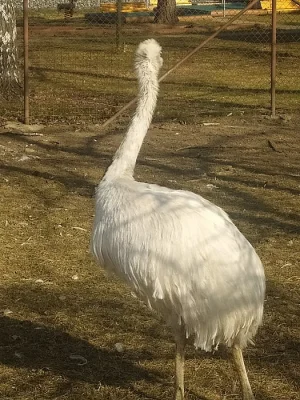 nandu pampový (bílá forma)