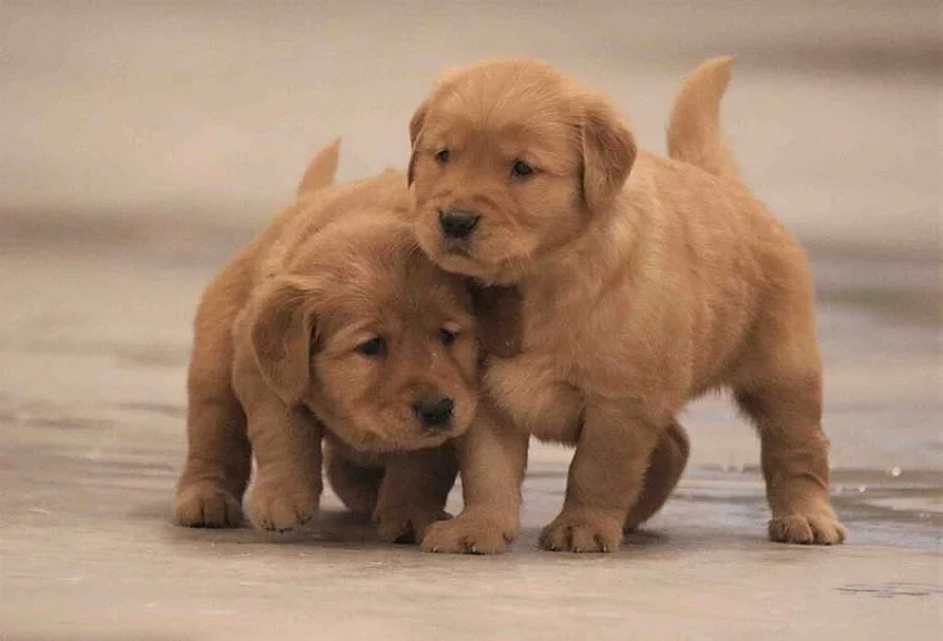 Registrovaná štěňátka zlatého retrívra